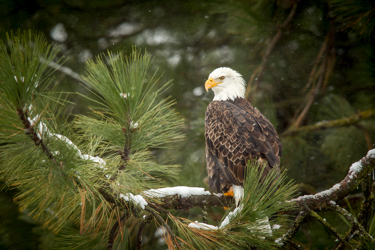 Photo of a bald eagle in a snowy tree.